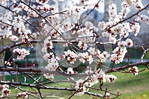 Blossoming cherry trees in spring. Sakura branches with sunlight. Nature