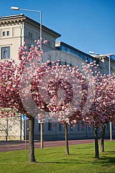 Blossoming cherry trees in spring on a street in Magdeburg in Germany