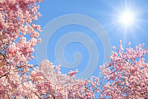 Blossoming cherry trees and the sun