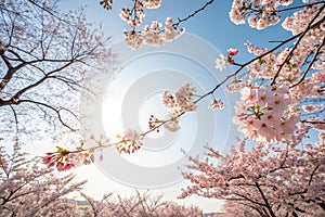 Blossoming Cherry Trees and the Sun