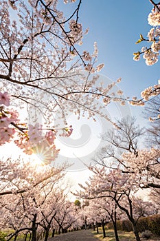 Blossoming Cherry Trees and the Sun