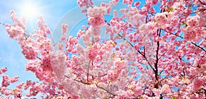 Blossoming cherry trees and the sun