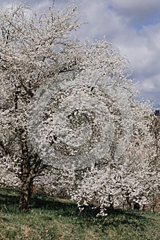 Blossoming cherry, white apple and almond trees on Petrin Hill in Prague, White beautiful flowers the orchard fruit tree in full