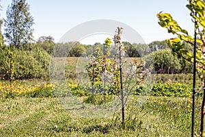 Blossoming cherrys at countryside. Nature awakens in springtime