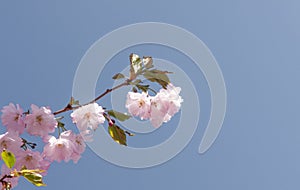 Cherrytree flower against a blue sky photo