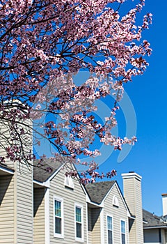 Blossoming cherrytree and typical american houses on the backgro photo
