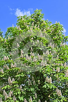 Blossoming chestnut (Castanea sativa photo