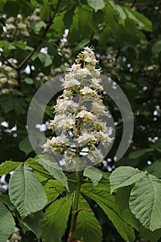 Blossoming chestnut flowers on the background of green leaves in spring in Kaunas, Lithuania