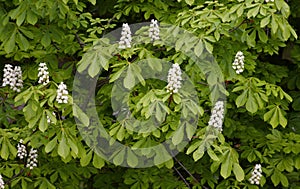 Blossoming of the chestnut tree