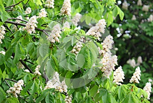 Blossoming chestnut tree