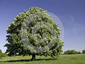 Fioritura Castagna un albero 