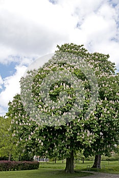 Blossoming chestnut tree