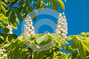 Blossoming Chestnut Tree against clear blue sky