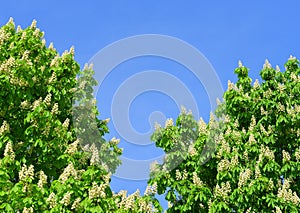 Blossoming chestnut tree