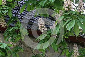 Blossoming chestnut tree in spring closeup