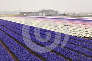 Blossoming colourful field of violet hyacinth flowers during the spring, Holland, Netherlands