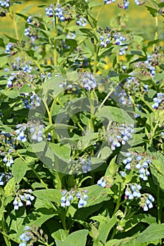 Blossoming of a comfrey Caucasian in the summer