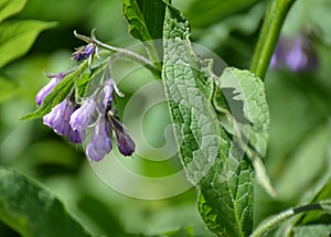 The blossoming comfrey medicinal (Symphytum officinale L.)