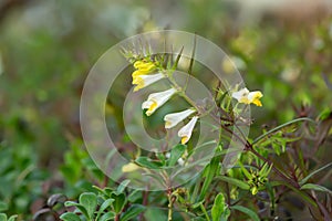 Blossoming common cow-wheat, Melampyrum pratense