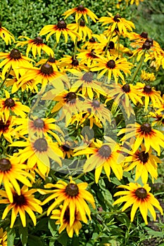 Blossoming of a coneflower hairy Rudbeckia hirta L.. Background