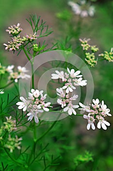 Blossoming coriander plants for food recipe