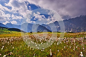 Cottongrass flowers in Kobylia dolina valley in High Tatras during summer