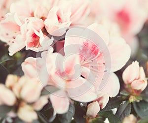 Blossoming cream-white azalea