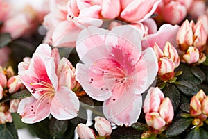 Blossoming cream-white azalea