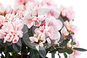 Blossoming cream-white azaleas