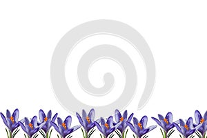 Blossoming crocuses isolated on a white background. The banner