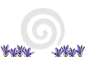 Blossoming crocuses isolated on a white background. The banner