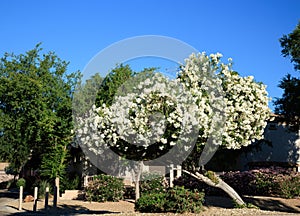 Blossoming Crown of White oleander in Spring photo