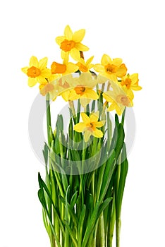Blossoming daffodils isolated on white