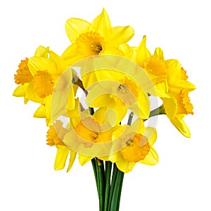 Blossoming daffodils isolated on white