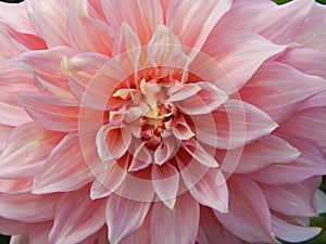 Blossoming dahlia in the Botanic Garden in Moscow