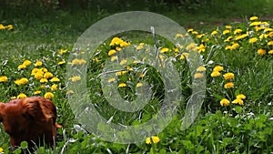 Blossoming Dandelion Taraxacum field with wild birds songs and beauty longhair dachshund. Yellow dandelions on green meadow.