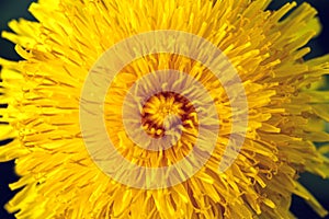 Blossoming dandelion yellow head or taraxacum officinale and blurred green grass is as background, macro photo of yellow