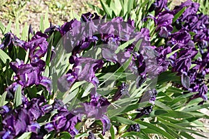 Blossoming dark purple dwarf irises