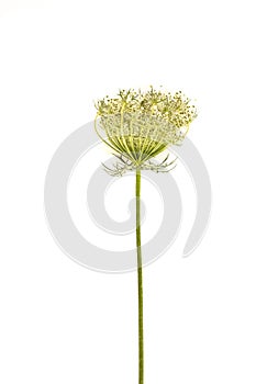 Blossoming daucus carota subsp