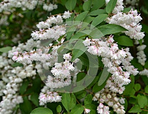 Blossoming deytion rough, or star-shaped (Deutzia scabra Thunb.