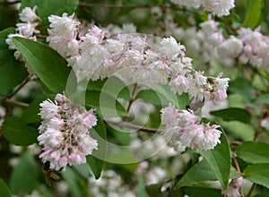 Blossoming deytion rough, or star-shaped (Deutzia scabra Thunb.