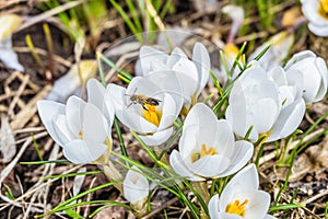 Blossoming early spring white crocuses ladykiller. Bee on a flower.