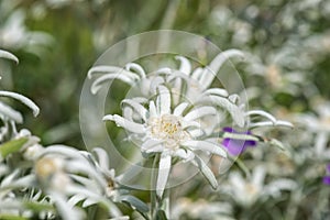 Blossoming edelweiss with beautiful white flower on the alpine meadow in the mountains, natural botanical background