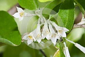 Blossoming of Elaeagnus Umbellata