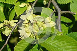 The blossoming elm rough, a form drooping (Ulmus glabra Huds., photo