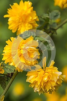 Blossoming a ÃÅ¡erria japonica Pleniflora