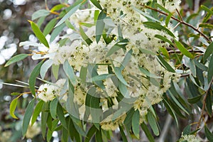 Blossoming eucalyprus microcarpa