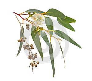 Blossoming eucalypt with dried fruits. Isolated on white background