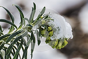 blossoming euphorbia covered with snow hat