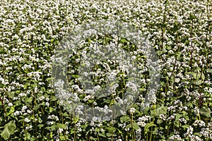 Blossoming field of buckwheat